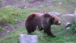 Beautiful Fat Bear Grizzly Mum 222