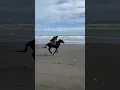 Lagu Memukau Shireen berkuda di pantai, Bak prajurit perang di film #trending #shireensungkar #berkuda