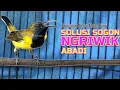Lagu Pancingan Sogon Ngriwik Malas Bunyi | Sekali Putar Langsung Nyaut #pancingansogon #sogongacor #sogon