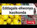 Download Lagu Eddagala elijjanjaba kasikondo mbagilawo #hiccups