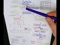 Steps of Cellular Respiration Graphic Organizer
