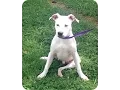 Ernie - Labrador Bull Terrier mix