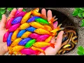 Download Lagu Catch Colorful Aquarium Fish In Small Ponds, Mosaic Guppies, Pencil Fish, Glass Fish, Turtles, Koi