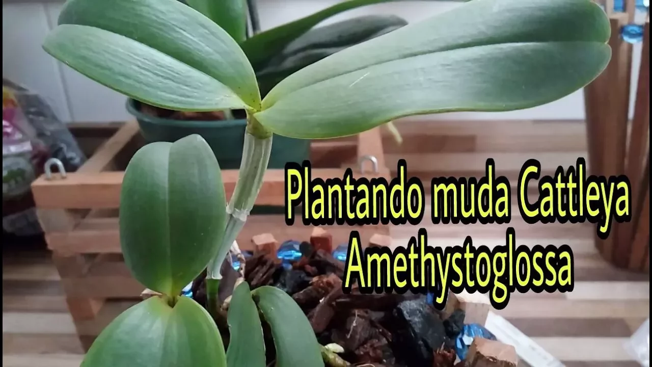 PLANTANDO MUDA ORQUÍDEA CATTLEYA AMETHYSTOGLOSSA