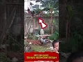 Download Lagu TELOLET MIO BASURI MODUL V4  #basuri #busmania #telolet #shortvideo #videoshort #shorts #bismania