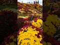 Download Lagu Mums garden😍