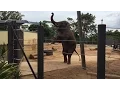 Download Lagu ELEPHANT WALKS ON TWO LEGS