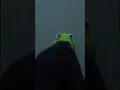 evil kermit attacks