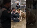 Police officer meets a rescue dog at the shelter