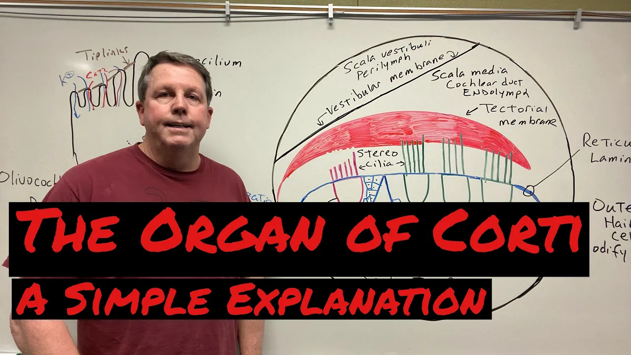 How the Organ of Corti Works