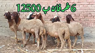   خرفان اوسيمي جاهزين للعلف غنم مقصوصه و متحصنه و غنامي             دندنها