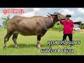 Download Lagu Ep.79 ลูกสาวช้างอุดร สูง152 แม่ท้อง 8 เดือนสูง147 สายพัฒนารๅคๅพี่น้อง