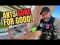 How To Get Rid of Carpenter Ants In Your House DIY Guide
