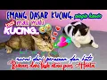 Download Lagu Waspada!! Terhadap Kucing Birahi Kepingin Kawin. #youtube #Kucingkawin. #Kucingbirahi. #Tototoing