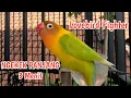 Lagu Lovebird Fighter Ngekek Panjang 3 Menit Tanpa Edit, Masteran Burung LB Gacor