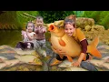 Download Lagu Family Harvests Abandoned Fish Pond Full of Giant Fish – Market Day