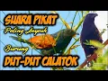 Download Lagu suara pikat burung dutdut paling ampuh.