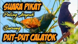 suara pikat burung dutdut paling ampuh 