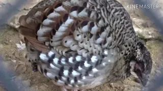 suab yij cuas laim cuab tuaj zoo 100 