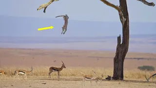 Only A Leopard Can Hunt Like This. Cunning Hunting Technique of Leopards.