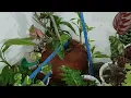 Download Lagu Colourful aquarium fishes