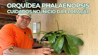 Orquídea Phalaenopsis | Cuidados no Início da Floração