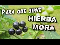 What is black nightshade used for