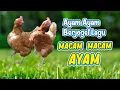 Download Lagu MACAM - MACAM AYAM 🐔 AYAM BERJOGET 🐓 DANCING CHICKEN