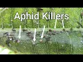 Aphid Killers - 5 Insect Larvae That Love To Eat Aphids