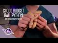 Ball Python Breeding Starter Guide 1 000 Budget Leviathan Snakes
