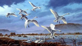 صوت البط البري للصيادة 