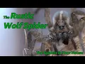 Lagu The Spiders in Your House - The Rustic Wolf Spider