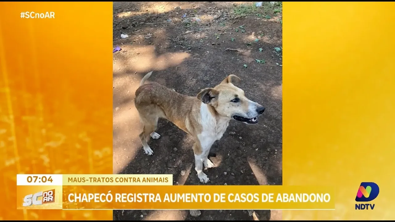 Aumento de casos de maus tratos e abandono de animais preocupa em Chapecó