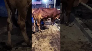 ADL 9939 X Sahiwal mother