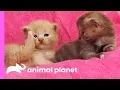 Curious Calico Kittens Explore Their Dog Grooming Salon Too Cute