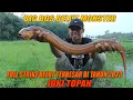 MANCING BELUT MONSTER TERBAIK JOKI TOPAN