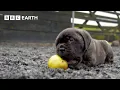 Baby Bull Mastiffs Begin To Explore Wonderful World of Puppies BBC Earth