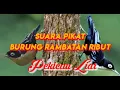 Suara pikat burung rambatan ribut full HD