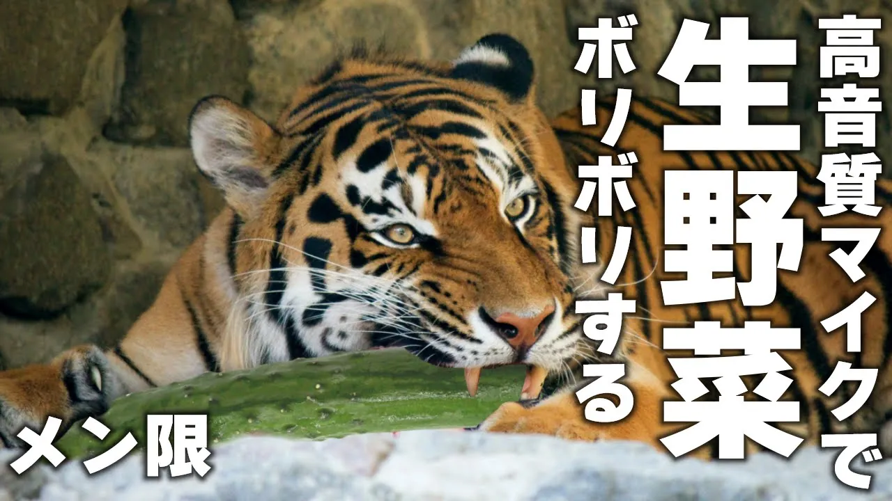 【メン限】A　S　M　R　で　は　あ　り　ま　せ　ん【虎金妃笑虎】