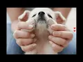 Cutest Puppies Gifs watch this Mondays