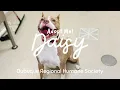 Adopt Daisy