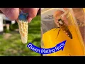 Lagu How To Make Queen Mating Nucs - Made SIMPLE