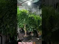 Download Lagu cây cảnh đẹp https://vt.tiktok.com/ZSDdgjsra/