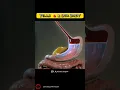 Pills And Our Body Animated