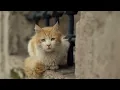 Ne Feryat Edersin Divane Bülbül (Sinematik Altyapı) - Pulsewave Project