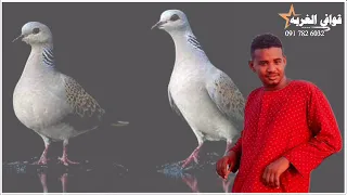 جديد الكروان إبراهيم ود العليش يا قماري ليهو طيرن حالات واتس 2023 تصميم قوافي الغربه 