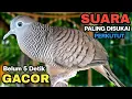 Perkutut Lokal Gacor Suara Paling Ampuh Untuk Pancingan Burung Perkutut Agar Bunyi.