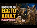 Great Horned Owl From Egg to Adulthood Full Life Cycle
