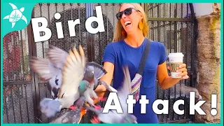 SAILING to PUERTO RICO! San Juan: A week before the Lockdown!