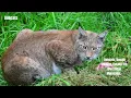 Download Lagu Blue Ridge Mountains Animals Exploring the Unique Wildlife that Call this Range Home
